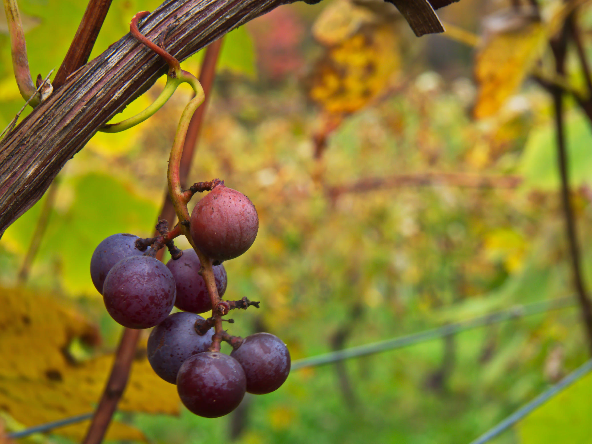 grapes on a vine